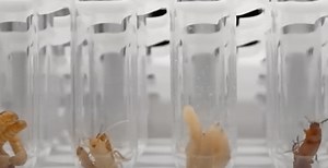 How insects play a role in crime scenes