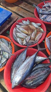 When you find the bait 🐟😍#herring #scad #sharkfood #theshorehunter #seafishing #fishing #fishingvlog #seafishing | The Shore Hunter