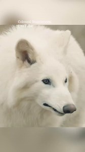 141K views · 416 reactions | Scientists bring Dire Wolves back from the dead in world’s first ‘de-extinction’ | The Sun | Facebook