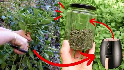 How to Dry Herbs Using an Air Fryer