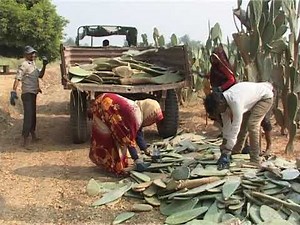 IGFRI Jhansi Cactus New fodder option