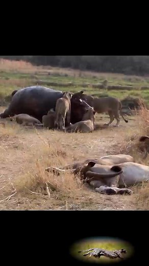 481K views · 1.8K reactions | animal wild life  Episode 16 #reels #wildlife #animals #forest #jungle #catching | Animal Life | Facebook