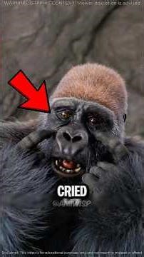 These Monkeys That Formed Emotional Bonds With Humans... and the Last One Will Make You Cry 😱🐵