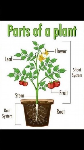 #radience_tutorial #parts_of_plants