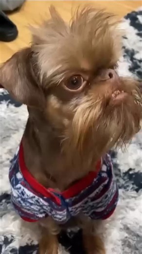 Brussels Griffon 🇺🇲 | 🇬🇧 | The Brussels Griffon is a small dog breed known for its distinctive, expressive face with a short, flat muzzle and large, round eyes.... | Instagram
