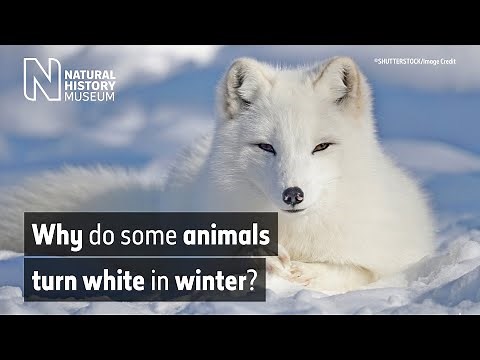 Why do some animals turn white in winter? | Surprising Science