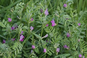 Vicia sativa - Alchetron, The Free Social Encyclopedia