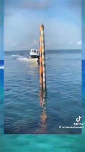 flash pro, Queen and sea fly