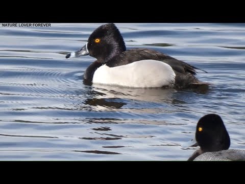 Lesser scaup and ring necked ducks preening #birds #nature