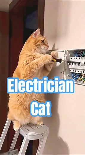 Electrician Cat Gets SHOCKED! 😹⚡ Funniest Hair Reaction Ever #Shorts