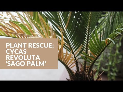 Plant Rescue: Cycas Revoluta 'Sago Palm' | Sago Palm Care