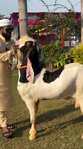 11K views · 13 reactions | Big Size Gulabi Kota | National bakra team | Facebook