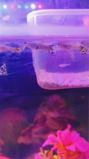 Guppies: The Most Beautiful Fish You Can Keep #viralshort