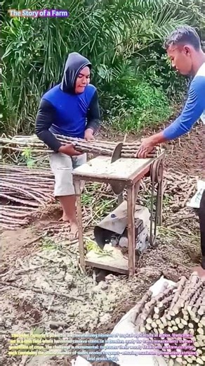 Watch Workers Cut Cassava Stems into Perfect Planting Segments! 🌾⚙️↓