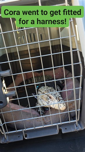 We took Cora to get fitted for a harness and a toy! She loved it and was tuckered out by the end! Everyone absolutely loved her! #animal #PetSmart #tegu #rescue | Eclectic Exotics Rescue and Rehab