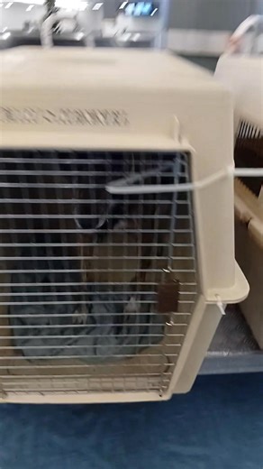 22K views · 393 reactions | The dogs have landed and are awaiting CBSA Inspection... | Flying Dogs Canada | Facebook