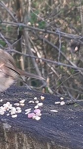 A beautiful little Robin singing it's glorious spring song on the bridge this morning. | The Robin Whisperer