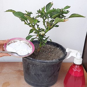 2.7M views · 10K reactions | how to make pesticides at home for plants | Natural pesticide | Rana Craft | Facebook