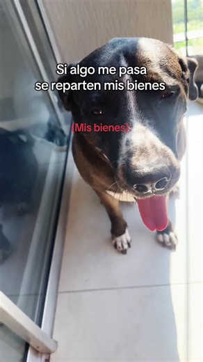 Videos de Jearin&Profe (@jearinp) con “Alone Again (Naturally) - Gilbert O'Sullivan”