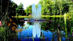 Paul McCartney & Wings Little Lamb Dragonfly (1973)