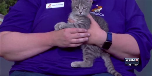 Pet Talk: Wobbly Cat Syndrome