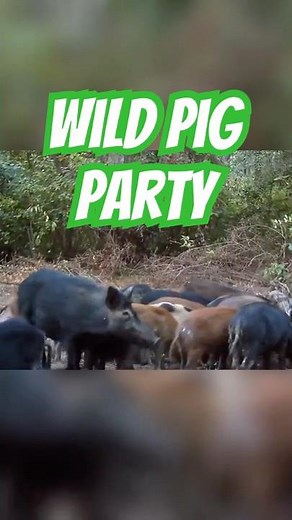 Amazing Wild Pig Party Caught on Camera!
