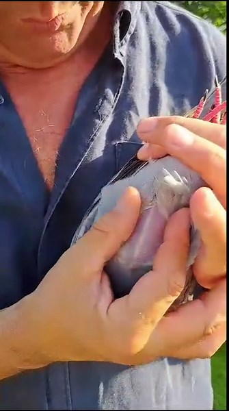 116K views · 3.8K reactions | Belgium has 4 national young bird...