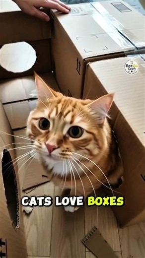 3 Indoor Hacks For Bored Pets WhenIt's Too Hot Outside 😨 #IndoorPetHacks #BoredDogHacks #CatBoxMaze