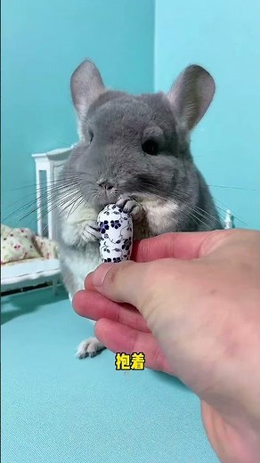 It's A Little Hard To Make The Following Through A Demanding Schedule #Pet Lovers #Chinchilla #