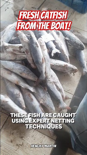 Buying Fresh Saltwater Catfish Straight from Fishermen! #Catfish