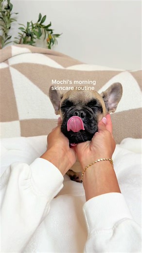 Mochi's Morning Skincare Routine: Frenchie Puppy Care 🫧🐾
