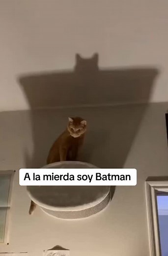 Gato Batman: El Meme Irreverente Que Te Hará Reír