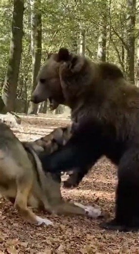 Spanish Mastiff: Guardian of the Iberian Wilderness