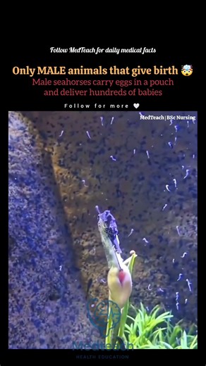 Male Seahorse Gives Birth | The Only Pregnant Father in Nature #seahorse