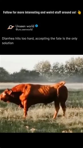 Unseen World on Instagram: "Diarrhea (commonly called scours in calves) is a significant and potentially severe health issue for cows, especially young calves, and is one of the costliest diseases for the cattle industry. VC: Unknown DM for credit or removal #wildlifewonders #natureinfocus #beautyofnature #unseen #weirdculture #instawild #natureunfiltered #intothewildlife #exploretheearth #wildlifewonders #intrestingnature #beautyofnature #brutalnature #funnyreels #menscorner #funnymemes #funnys