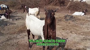 3.9K views · 164 reactions | Pure pateri Big Size GOATS Available Now Forsale 03082300919 #Villagegoatsfarm #Forsale #Purepateri #reels #fbreels #paterigoats #huge #Size #goat | Village goats farm | Facebook