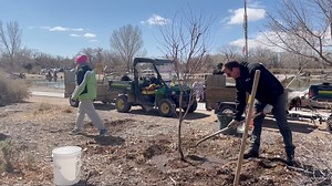 72 reactions | Happy Arbor Day! The ABQ BioPark horticulture team planted several new trees at Tingley Beach on March 11 in an early celebration of Arbor Day, which recognizes the importance of trees. Thank you to our horticulture team and the volunteers who pitched in!  | ABQ BioPark | Facebook