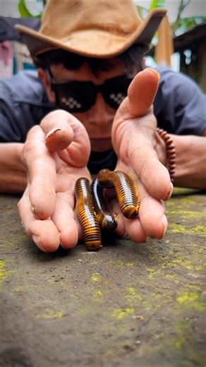 Don’t speak too loudly, Tarzan shows that the trio chubby Bumblebee millipedes are his pets #shorts