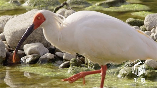 珍稀+珍惜｜指尖独家首发：纪录片《朱鹮》片花