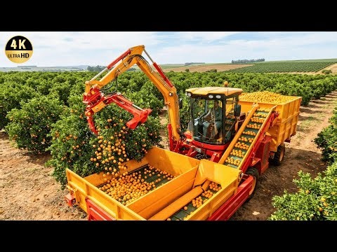 How To Harvest and Process Millions of Oranges | Agriculture Documentary