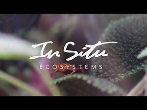 Importance of Drainage - In Situ Ecosystems