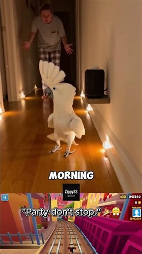 When the Cockatoo finds out how Alexa works at 2 AM. 🎶🔊