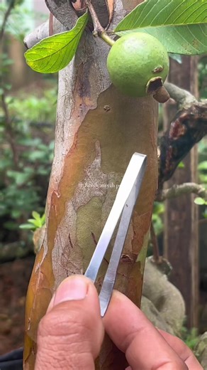 Guide to Growing Guava Bonsai Trees