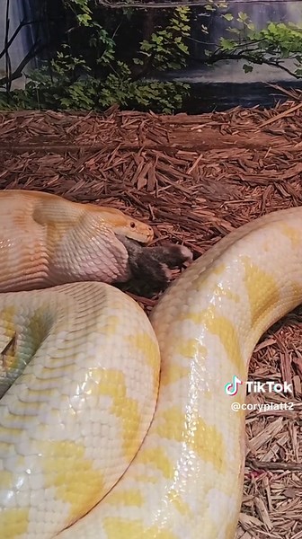 Cory Platt on TikTok