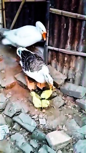 Goose Farming Tips: Raising Baby Geese Like a PRO