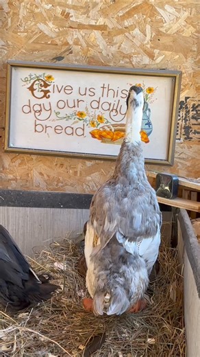 86K views · 4.1K reactions | 狼 | Useless Farm | Facebook