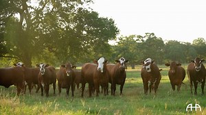 “People know they’ll work for them.” Matt Zibilski, Brenham, Texas. The breed backed with tradition has proven the added benefits of docility, efficiency, fertility and longevity. | American Hereford Association