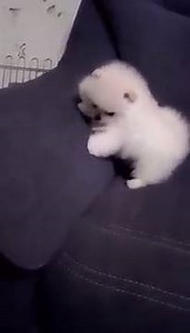 13K views · 1K reactions | Cute white pomeranian puppy via Tatiana Erokhina | BuzzSharer Pomeranians | Facebook