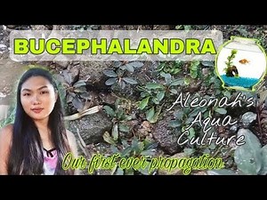 BUCEPHALANDRA PROPAGATION| First time planting| ALEONAH'S AQUA CULTURE