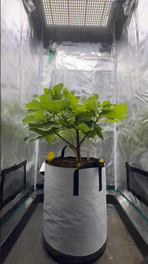 Rooting Fig Cuttings Leads to Pure Joy #figtree #gardening #propagation